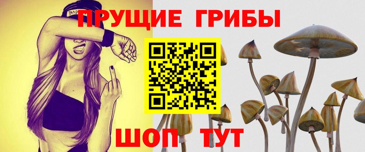 Галлюциногенные грибы Psilocybine cubensis Богданович